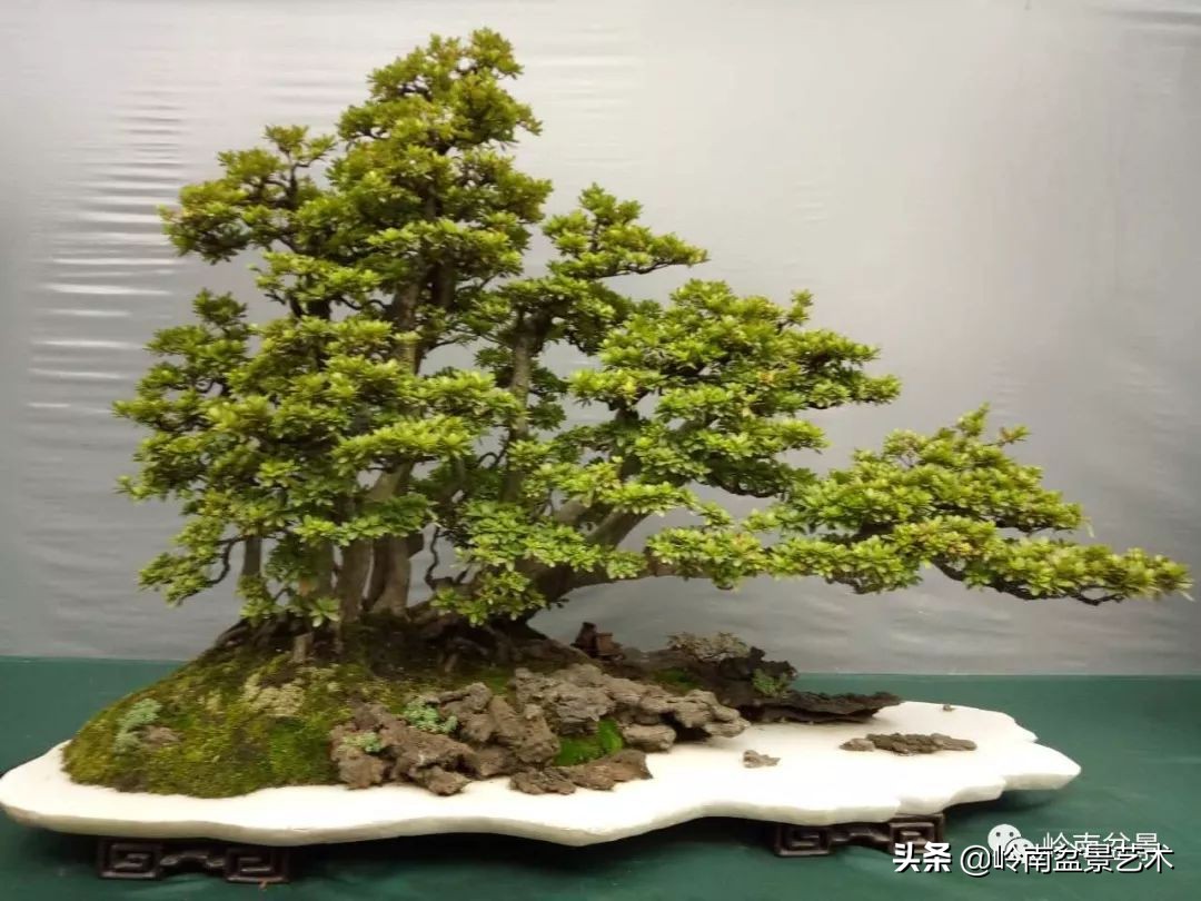 室内十大盆景名贵树种排名,十大盆景名贵树种排名火棘