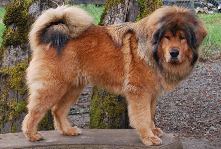 历史上最凶猛的藏獒是哪只,藏獒真的站过野狼吗