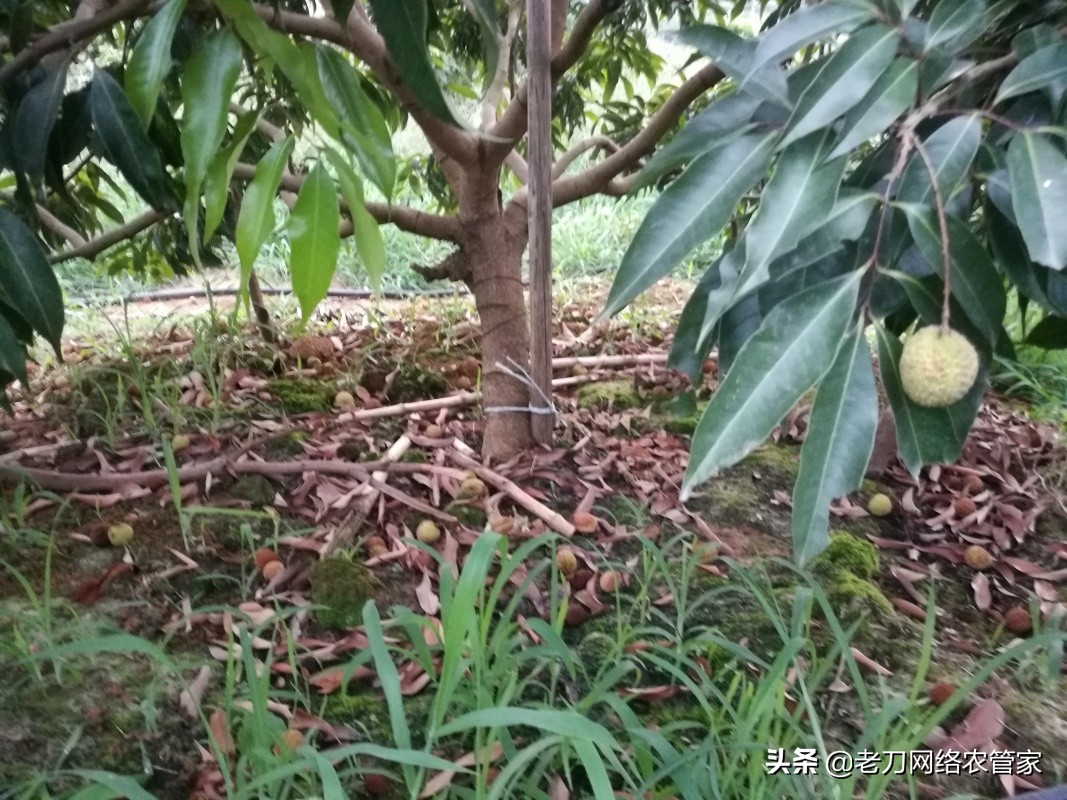 荔枝炭疽病喷什么药治疗效果好,荔枝炭疽病的最佳治疗方法