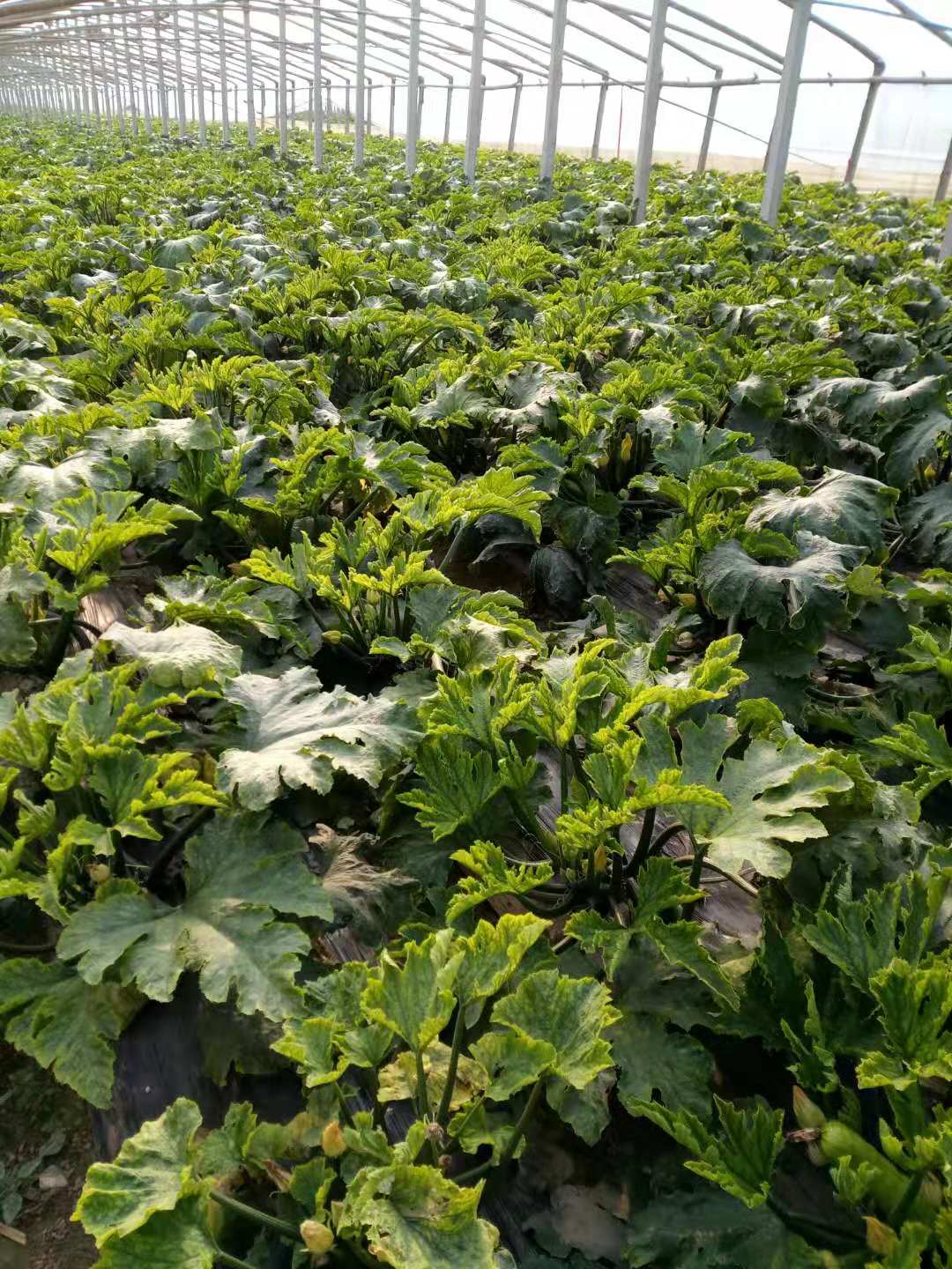 动物病毒感染怎么治疗,植物病毒病解决方案