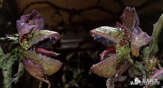 家里阳台上全是花草,家里阳台上的绿植