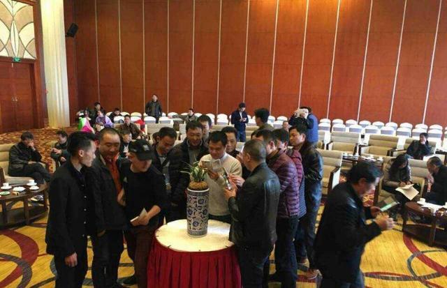 1万元兰花春剑,掉价最厉害的春剑精品