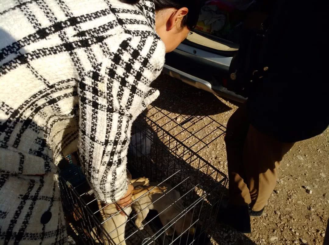 寿光巴哥犬哈巴狗幼犬出售,巴哥犬卖多少钱