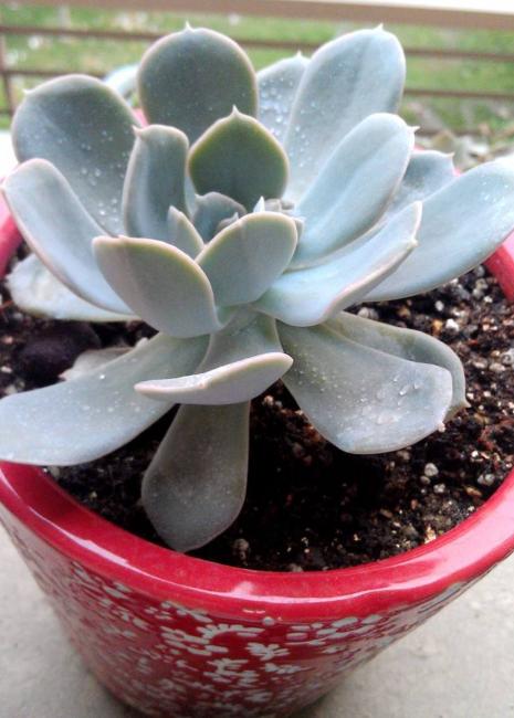 换盆后浇水不漏水怎么办,换盆后土壤怎么处理