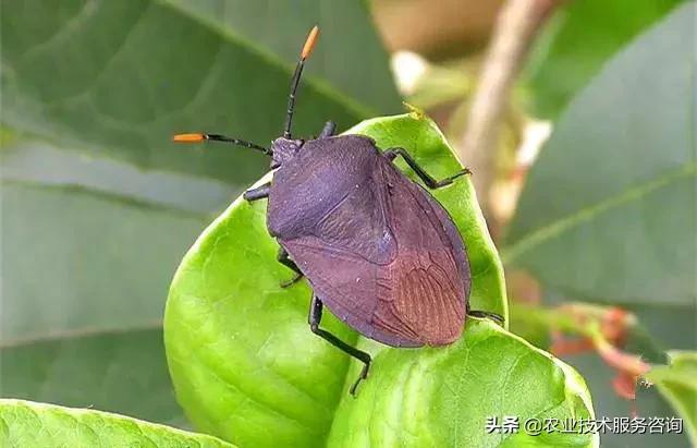 柑橘虫害高清图谱及防治方法,柑橘虫害物理消灭