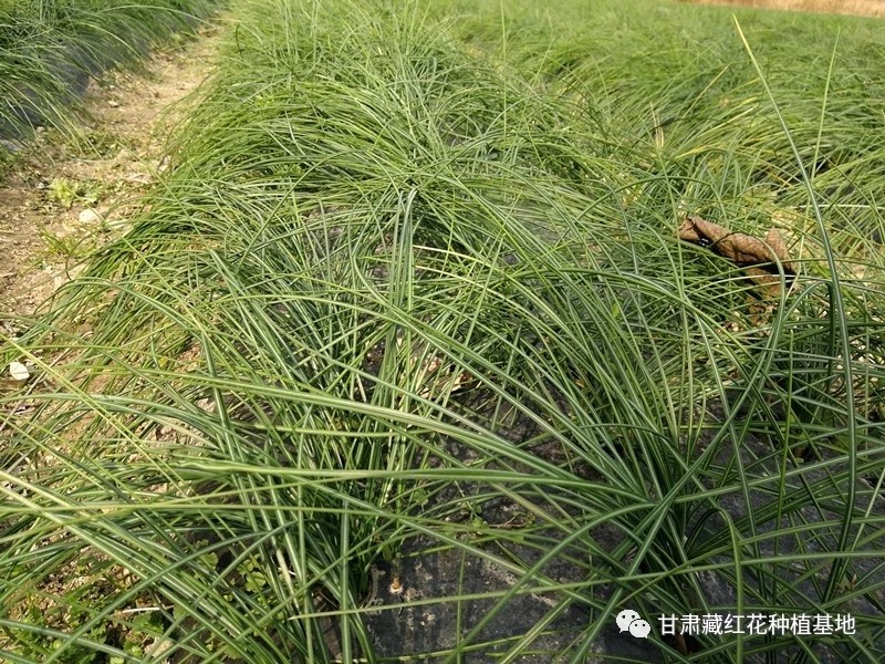 2031年藏红花种球价格,2021藏红花种球价格