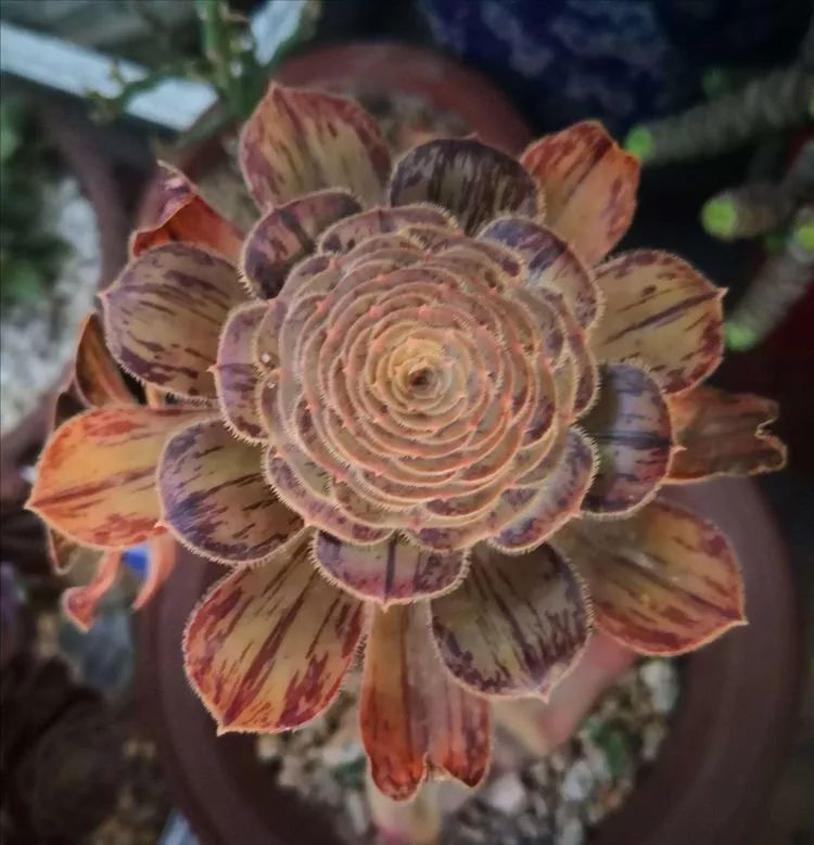 一花一世界多肉园艺,一花一世界一叶一菩提多肉植物