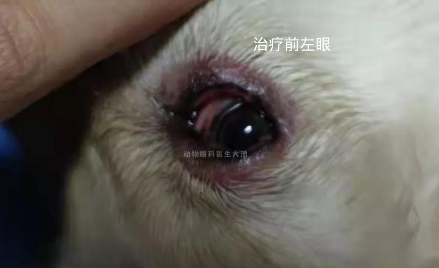金毛化脓性结膜炎,金毛犬有眼角炎怎么办