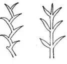 达芬奇画画懂得什么道理,达芬奇一共画了多少个鸡蛋