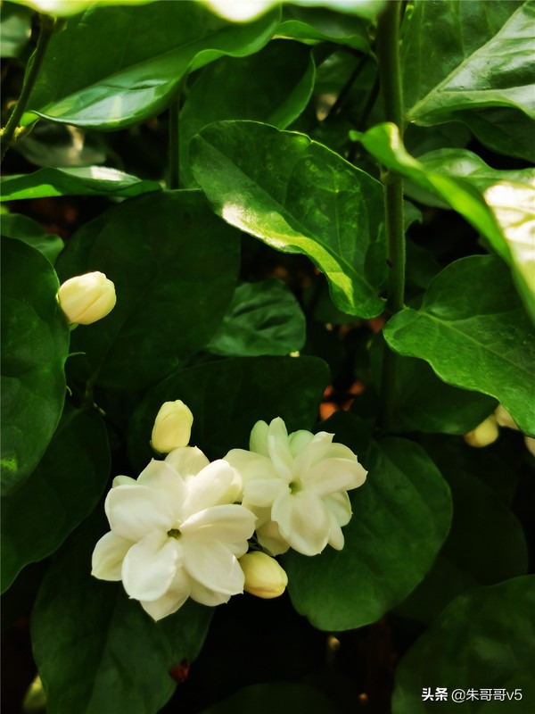 2022媒体花乡行,2023媒体花乡行