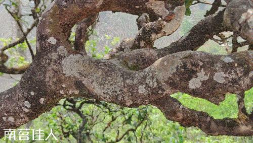 冰岛老寨大秋茶园的茶是真的吗,冰岛五寨之一糯伍什么口感