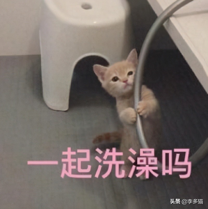 给猫咪洗澡的做法,给猫咪洗澡的方法和技巧