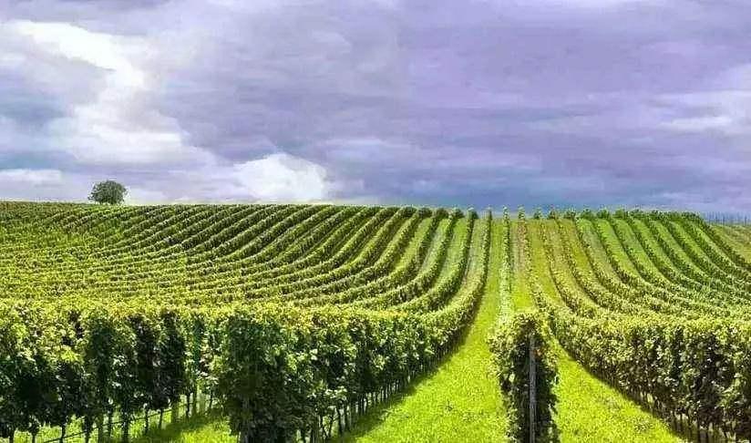 他从40万元起步做农药，如今身价33亿，未来还将布局工业*麻大**