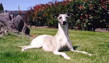 惠比特犬幼犬怎样训练,怎样训练比特犬定点大小便