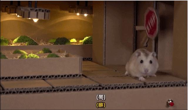 身价300万的仓鼠外网走红！住3层电梯豪宅，丰富娱乐，人不如鼠啊