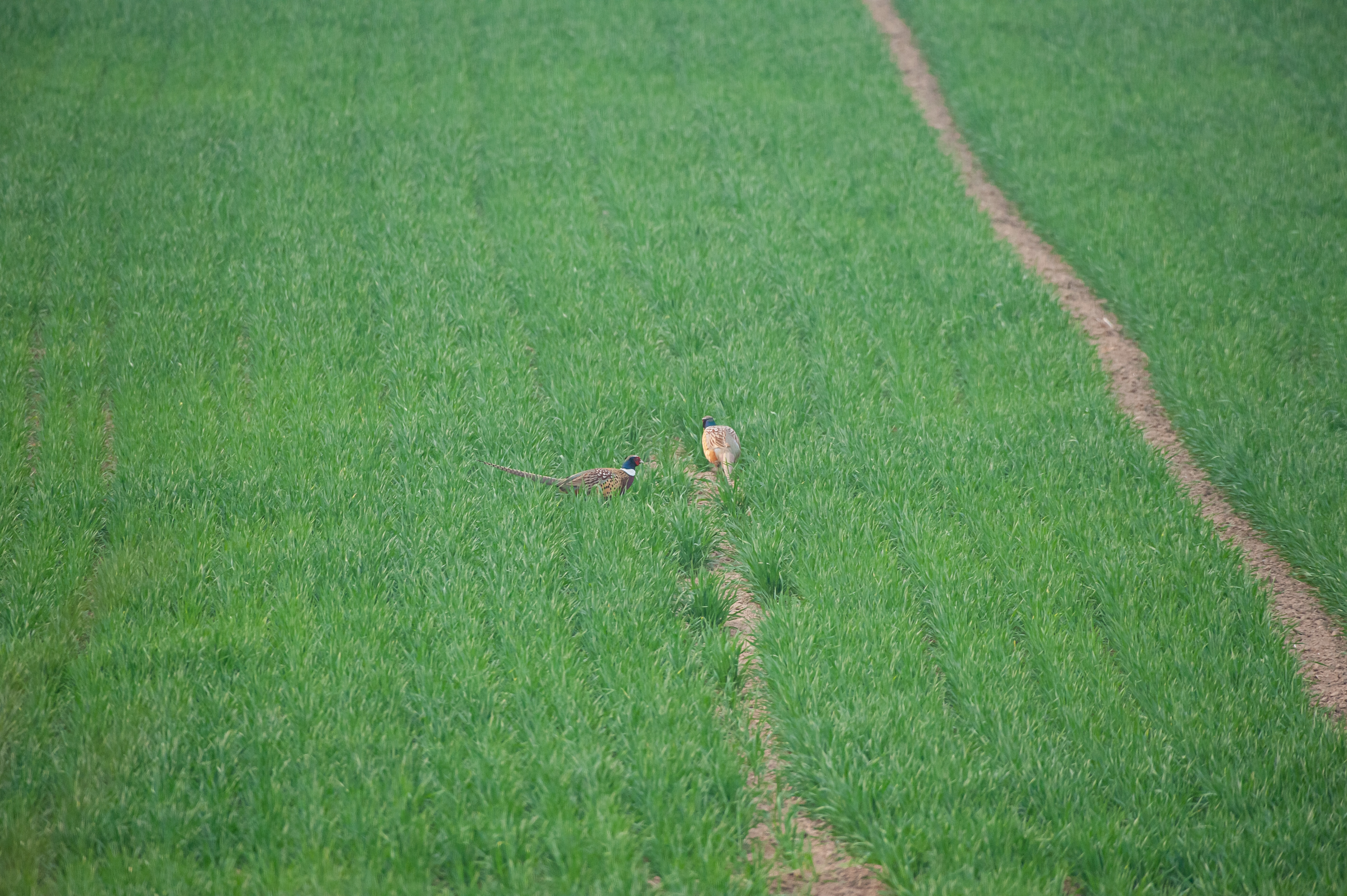 尼康200-500f5.6vr,尼康200-500mmf5.6评测
