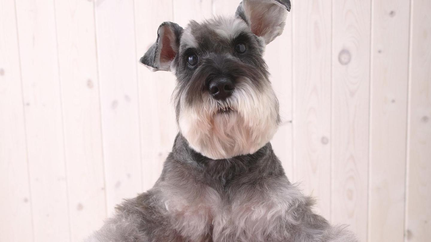 最聪明的十大狗狗品种介绍,史上最全的狗狗品种记得收藏