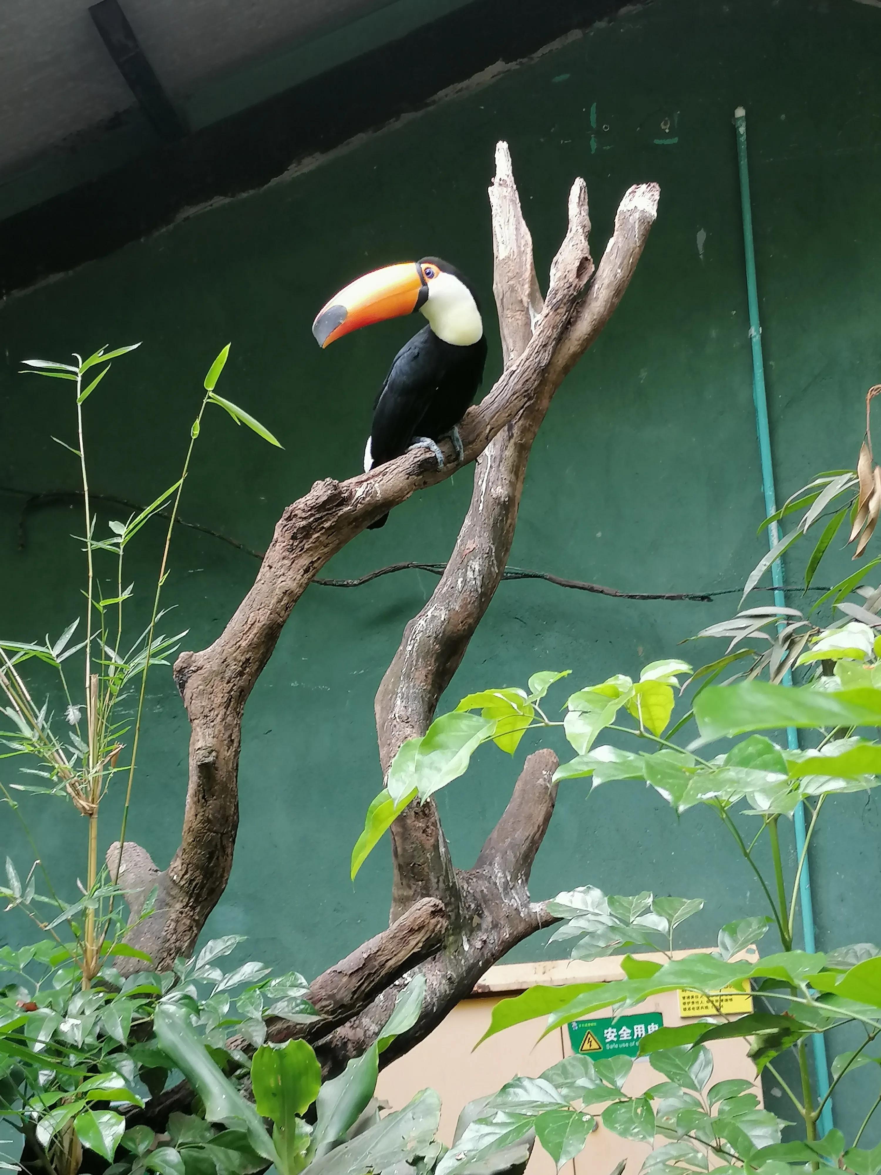 去广州长隆动物世界游玩攻略,广州长隆动物园亲子游玩攻略