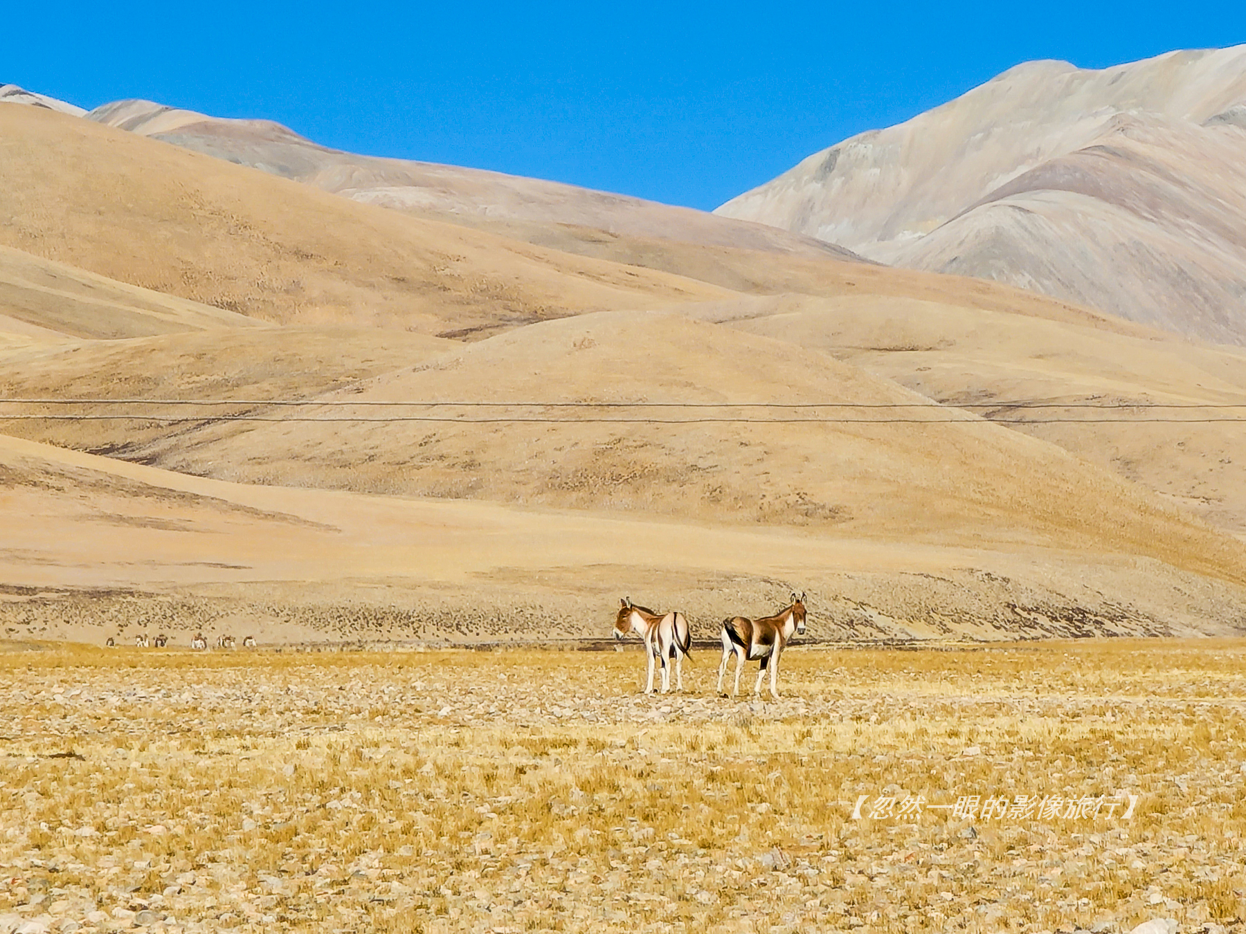 阿里无人区野狼出没,阿里无人区狐狸