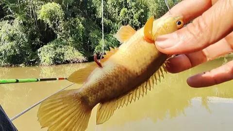 美味但少有人吃，有着强悍的“鱼生”，却被钓鱼人叫成“过街鼠”