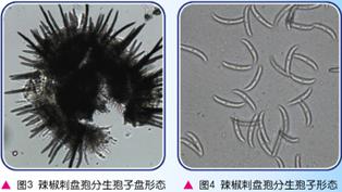 辣椒炭疽病你了解吗?高温天气易感染、传播快!防治措施在这里