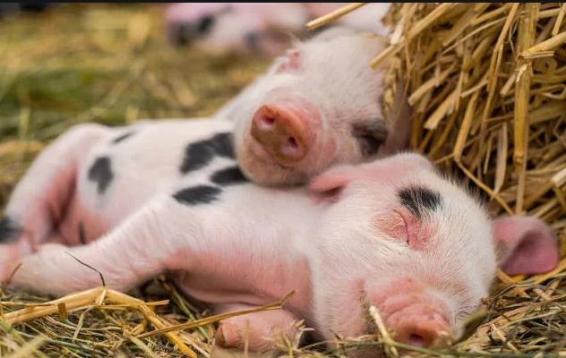 养猪生病吃什么药,养猪大户猪发高烧用什么药好