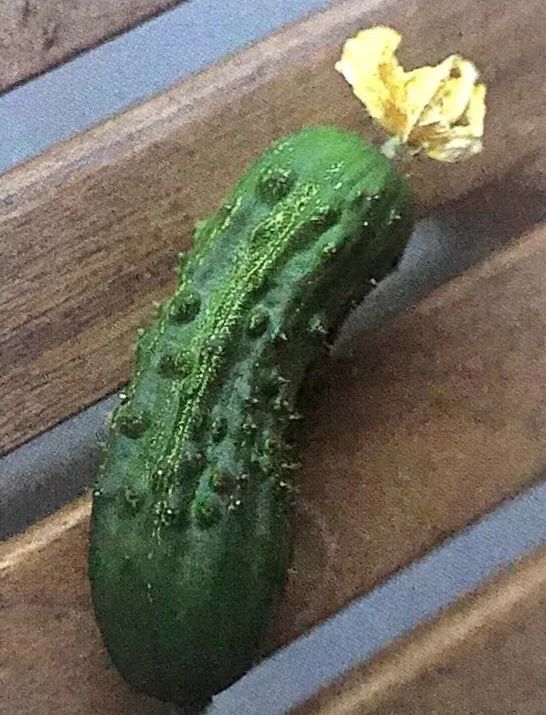 阳台黄瓜的种植如何保水保肥,阳台黄瓜怎么浇水多长时间浇一次