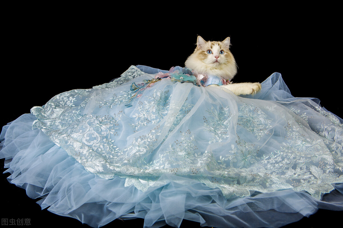 布偶猫有多好玩,布偶猫的十大优点是什么