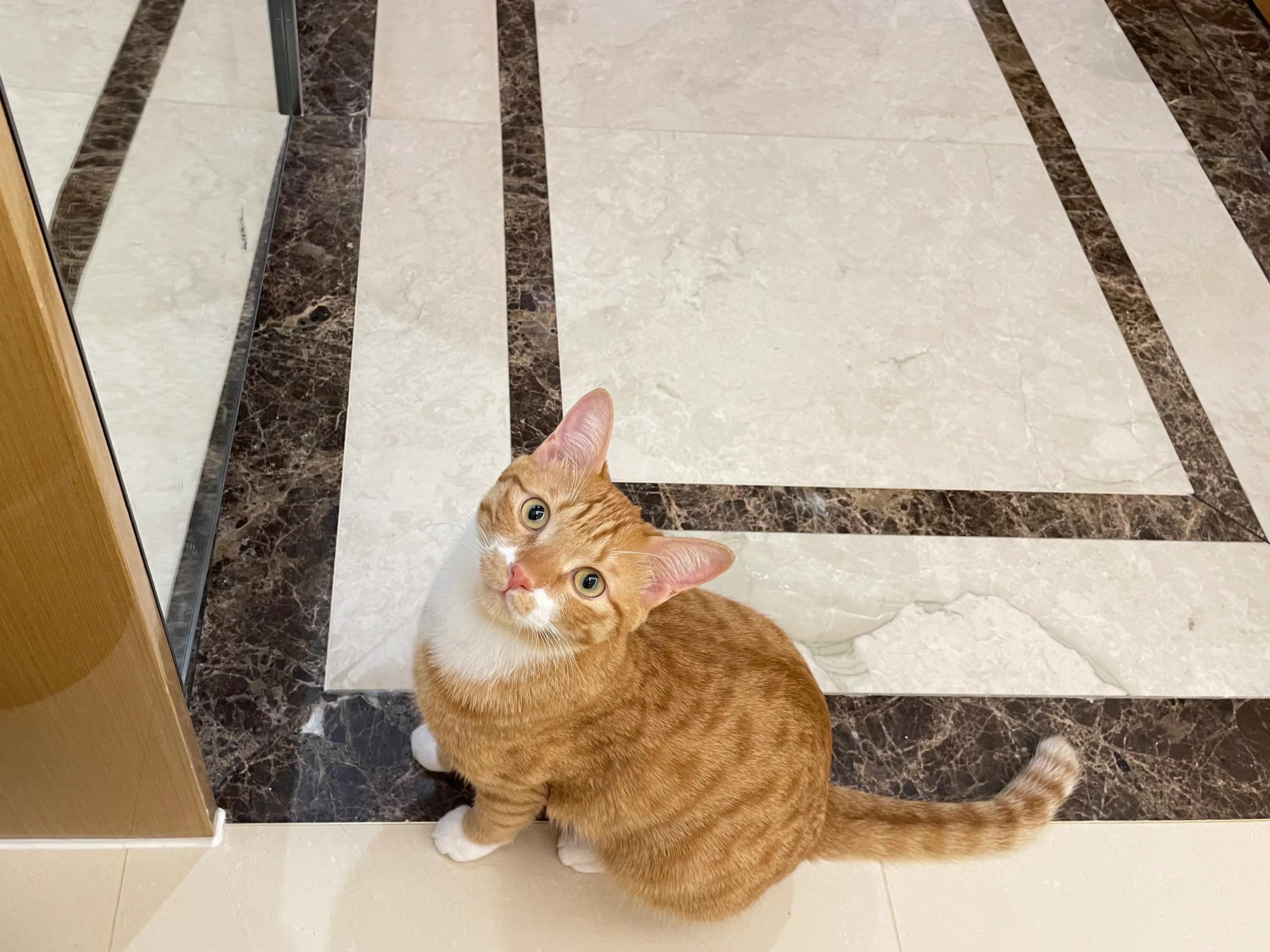 新手怎么选猫品类,新手如何选猫养猫