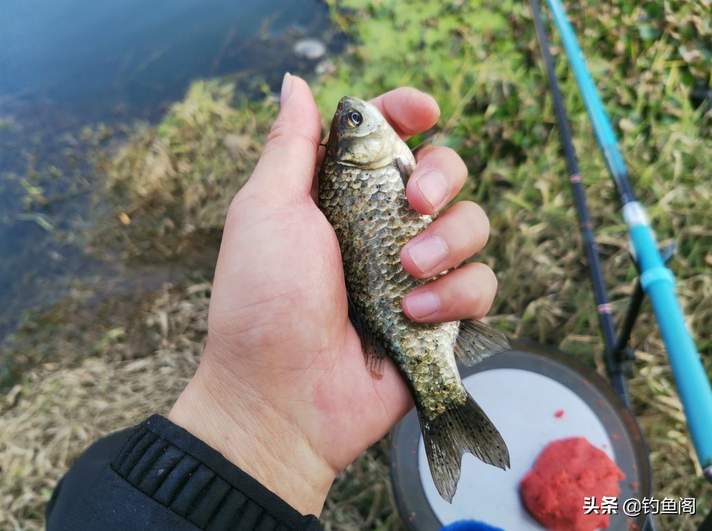 冬季钓鲫鱼是钓阴影好还是向阳好,冬季钓鱼钓顶风还是背风
