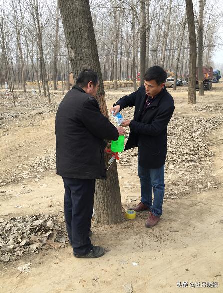 柠檬树上长的树虱子怎么治,树虱子最怕什么药