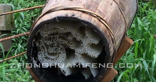 及时挽救散团的越冬蜂:张河勇