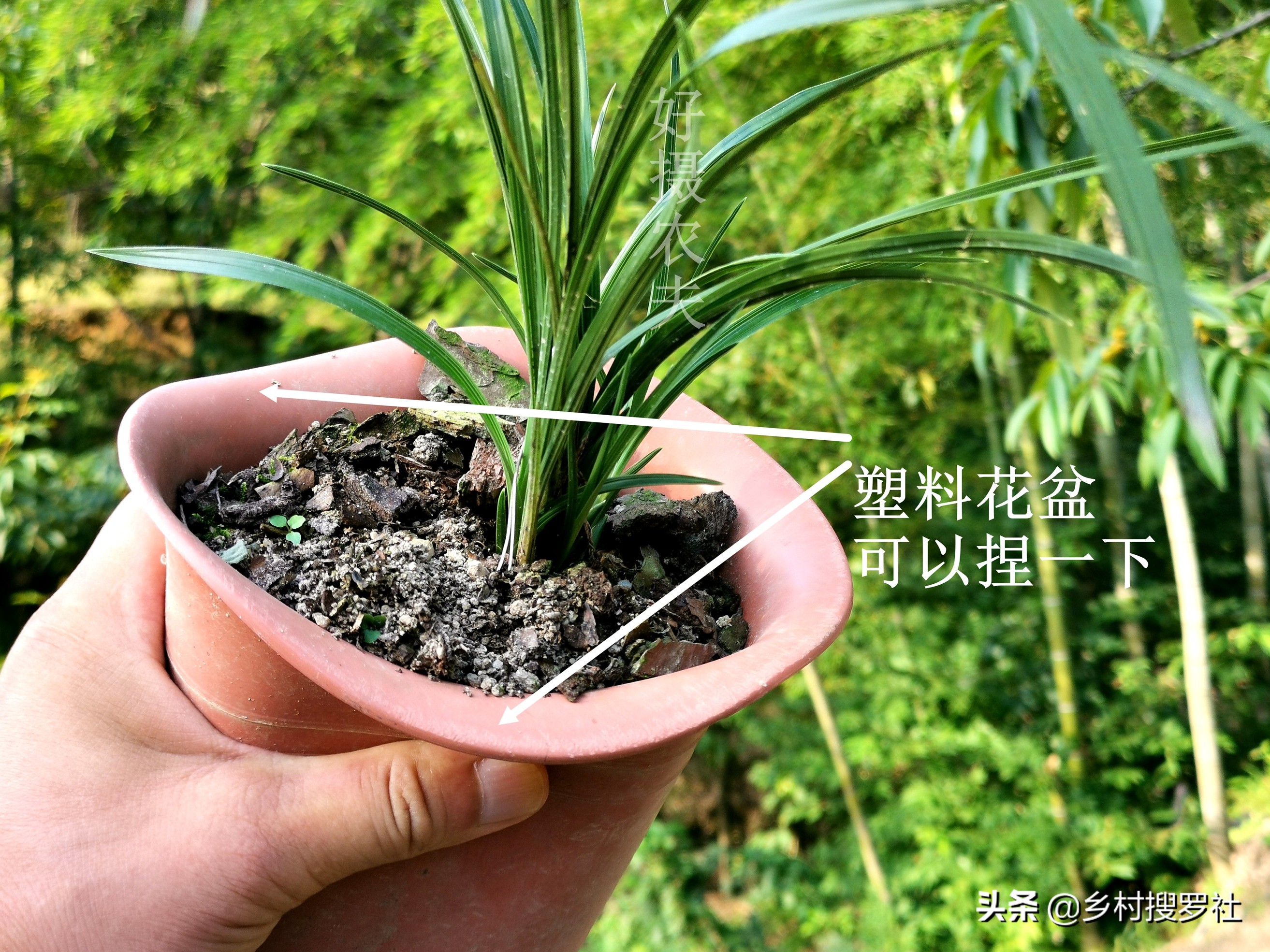 兰花怎么看是壮苗还是粗苗,怎么让兰花快速生根发芽成壮苗