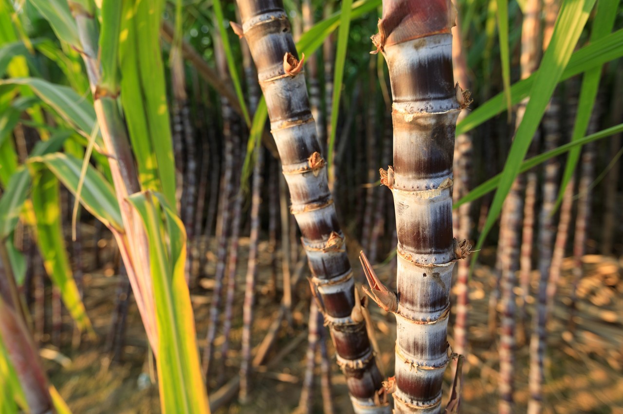 中国有玉米乙醇汽油吗,玉米乙醇汽油