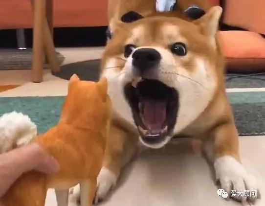 狗狗扰民被投诉怎么办？别慌！赶快学习这几种方法！