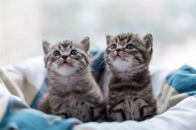 猫生化检查共几项,新猫进家注意事项