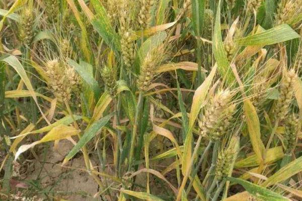 小麦常用的骠马除草剂作用及简介，禁忌使用到大麦、高粱、玉米上