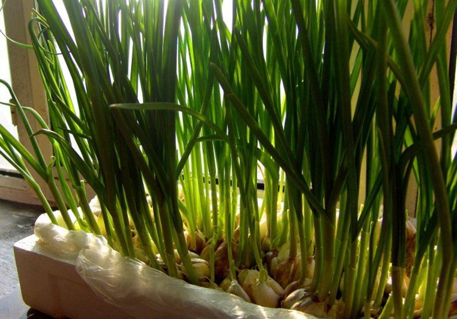 大蒜蒜苗的种植方法,新蒜蒜苗种植方法