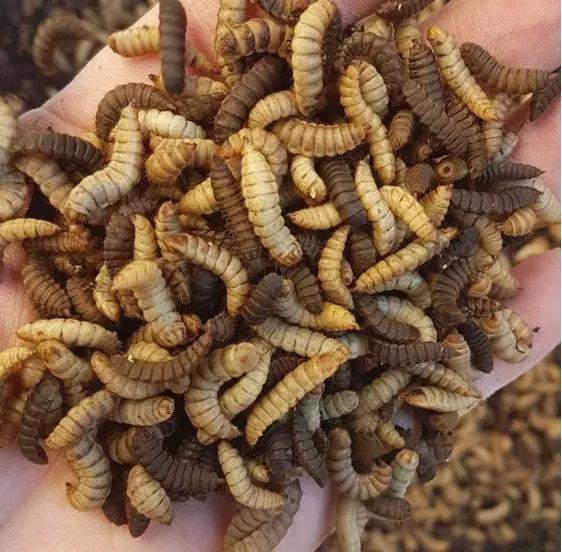 处理厨余垃圾的虫子,可以清理厨余垃圾的虫子