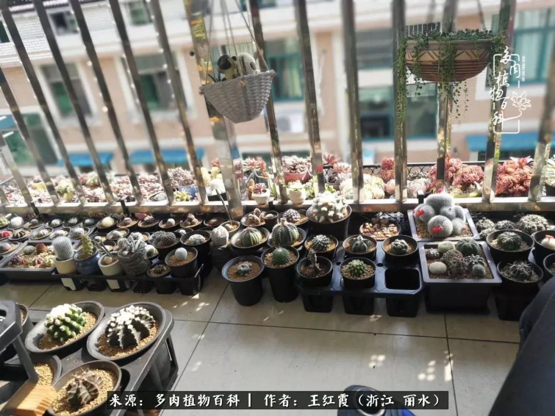 仙人球春天露养条件,仙人球露养条件