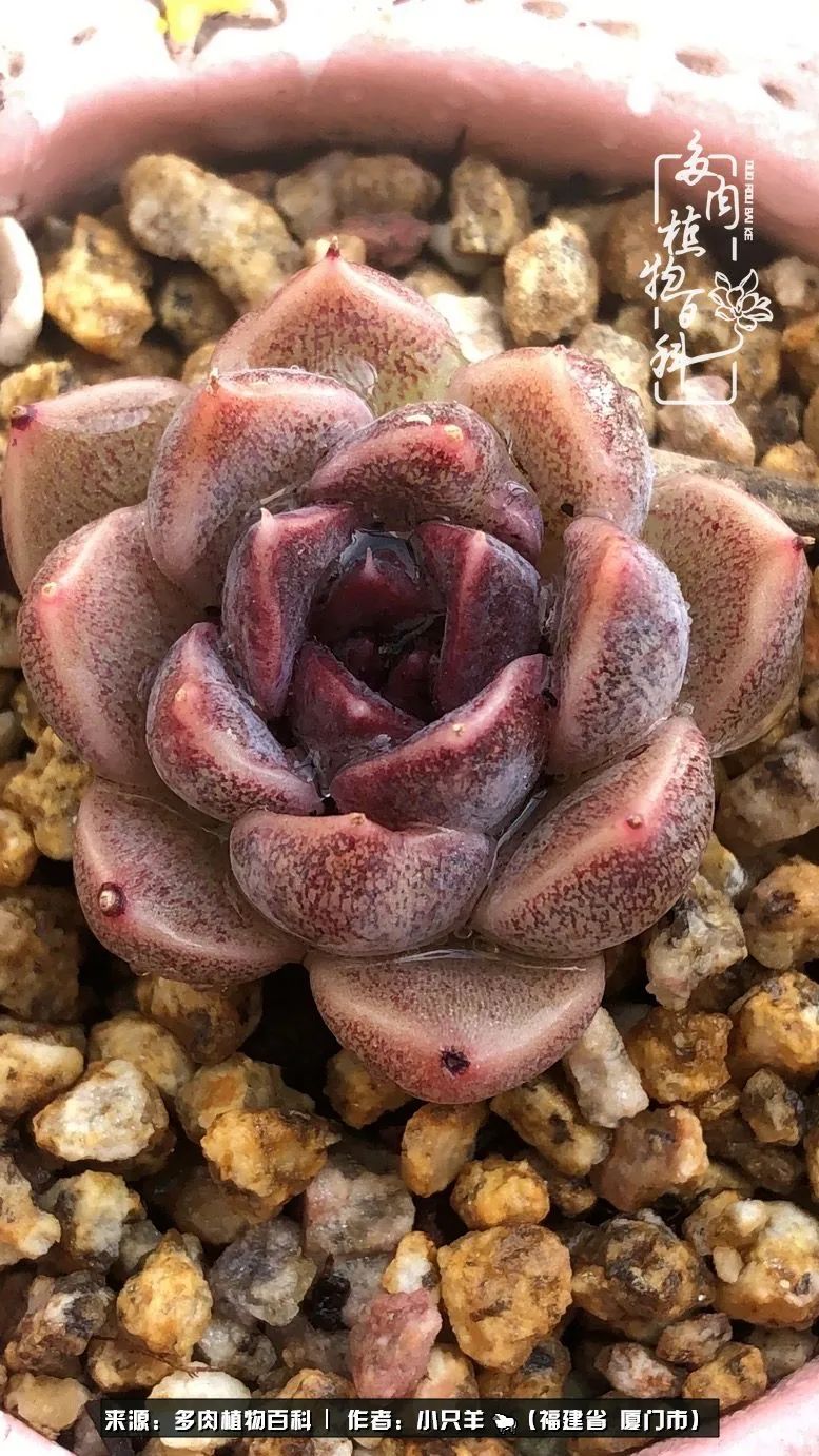 多肉像葡萄一样,多肉像铃兰一样