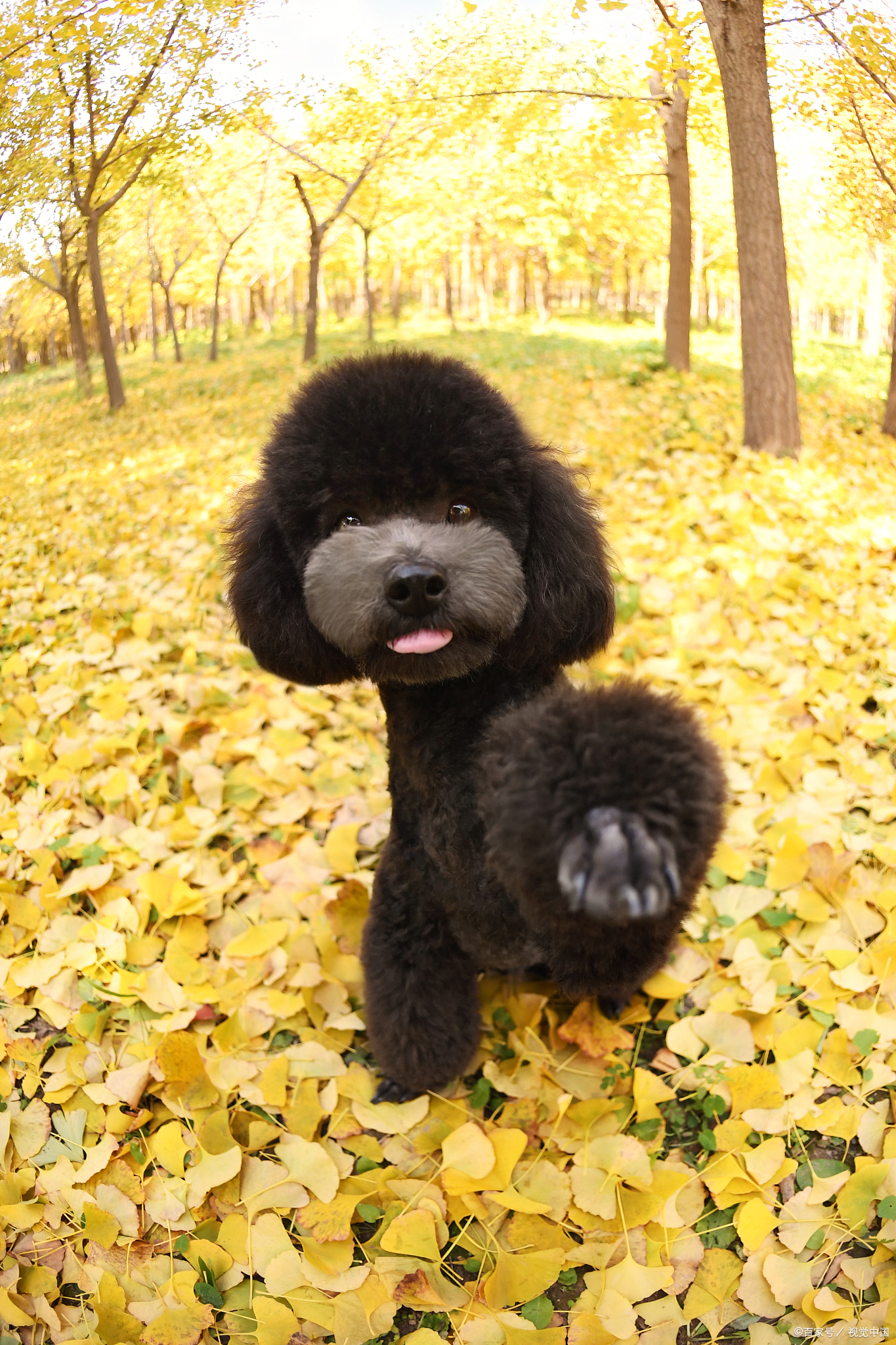 猫狗身上皮肤藓怎么治疗,猫狗身上皮肤干燥起皮屑怎么办