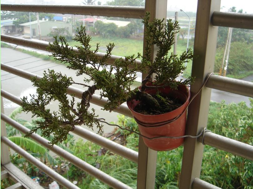 鱼川真柏盆景养殖方法,从养多肉到盆景