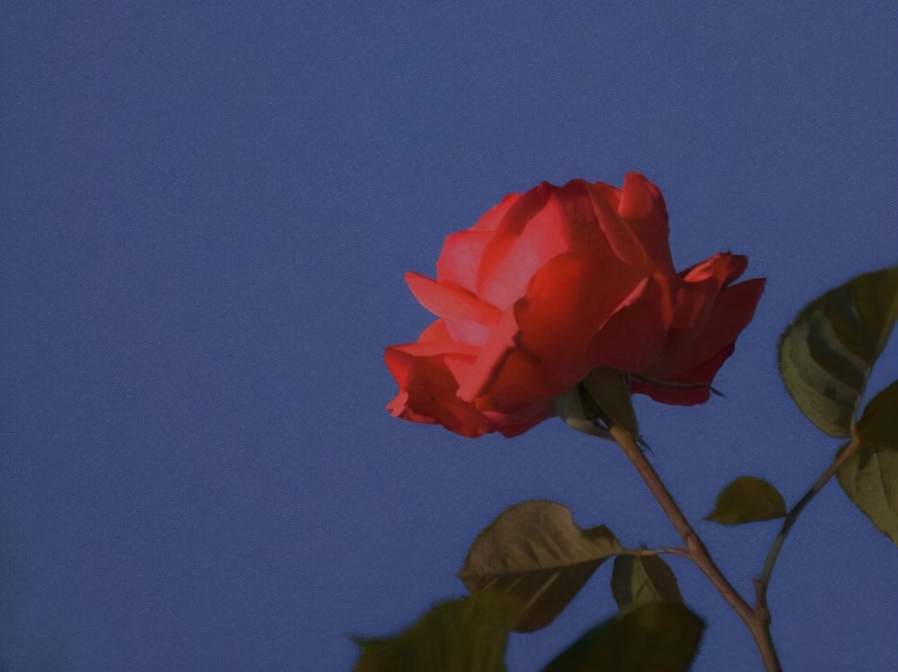 生气了摩羯座说心慌,生气后的摩羯怎么哄