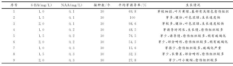 七彩球菊花是怎么培育的,满天星菊花怎么种植
