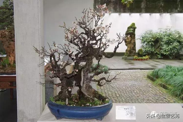 姊呰姳鐩嗘櫙浠锋牸,榫欐父姊呰姳鐩嗘櫙