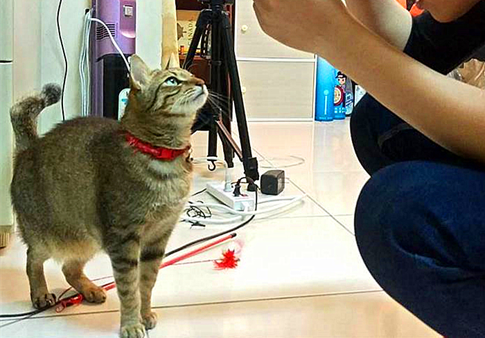 带猫咪回家过年猫咪害怕怎么办,过年带猫回家猫咪特别害怕怎么办