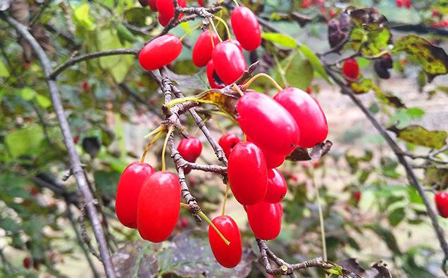 山茱萸花怒放的季节,山萸肉花开了