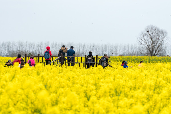 踏春赏花正当时，打卡千垛水上油菜花！玩转兴化景点美食全攻略