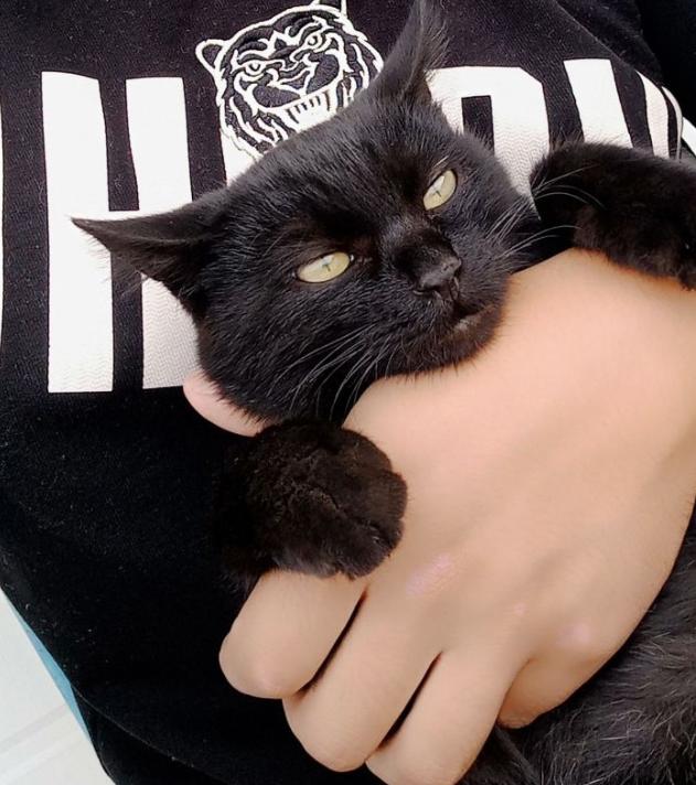 养黑白相间的猫十大禁忌,养纯黑色猫有什么好处